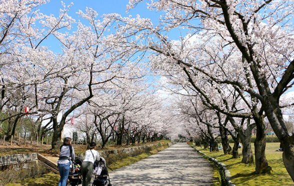 春の黒部 桜並木